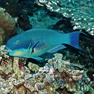 Roundhead Parrotfish - male - Papua New Guinea