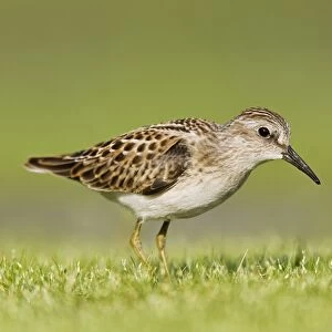 Least Sandpiper - Jamaica Bay, NY, August. USA