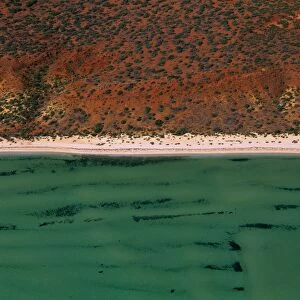 Seagrass bed / dugong habitat at Herald Bight (Dugong dugon) Shark Bay, Peron Peninsula, Western Australia JPF43590