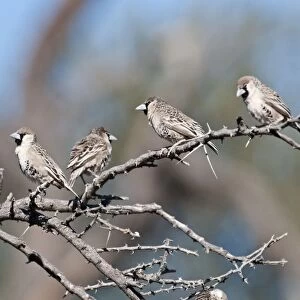 Social / Sociable Weavers - four sitting on dead branch - Etosha National Park - Namibia
