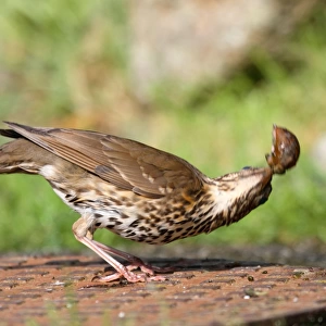 Song Thrush - bashing a snail to break shell - on manhole cover - Isles of Scilly - UK