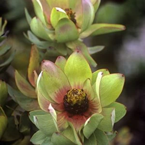 Spicy Conebush / Mountain Rose - family: Proteaceae
