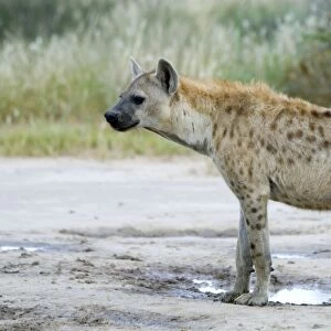 Spotted Hyaena at Kousant waterhole. Occurs in sub-Saharan Africa excluding rain forest; absent from southern areas of South Africa. Kgalagadi Transfrontier Park, Northern Cape, South Africa