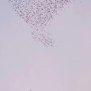 Starlings Being probed by a peregrine falcone Eastbourne, East Sussex, South East England