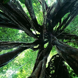 Strangler Fig Danum Valley Conservation area, Sabah Primary Tropical Rainforest