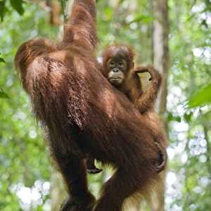 Sumatran Orangutan - Mother and 2. 5 year old baby - North Sumatra - Indonesia - *Critically Endangered