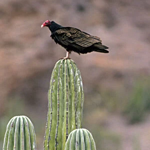 Turkey Vulture on Cardon Cactus - Mexico -Range is southern United States and south into Mexico and is expanding northward in the eastern U. S. - Common in dry open country-woodland-farmlands - Adult has a red head