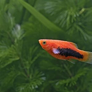 Tuxedo platy – side view - tropical freshwater - variant 002650