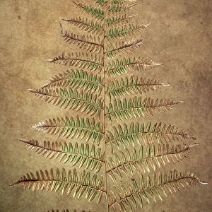 USA, Washington State, Seabeck. Close-up of bracken fern pattern. Date: 21-07-2021
