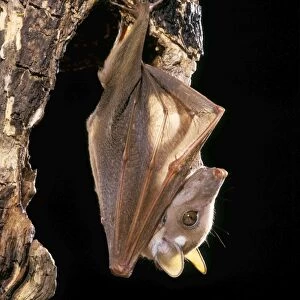 Wahlberg's Epauletted Fruit Bat dist: Somalia to South Africa, Angola, Zaire, Cameroon
