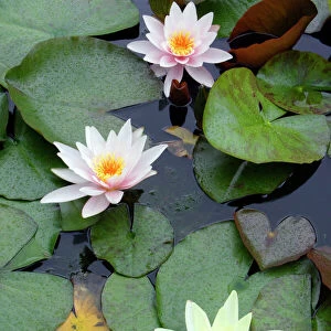 Waterlily - flowering plant in garden pond, Lower Saxony, Germany