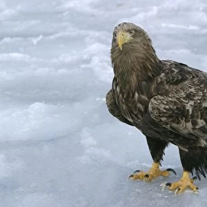 White-tailed Sea / Grey Sea Eagle. Hokkaido, Japan