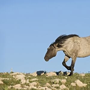 Wild / Feral Horse - stallion "snaking" (herding behavior) - Western U. S. - Summer _D3C8836