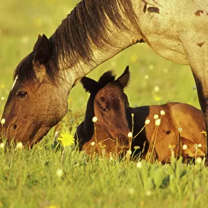 Wild Horse - Mare grazes near her resting colt Summer Western USA WH404