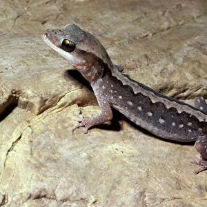 Wood / Stone gecko