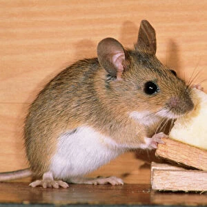 Yellow-necked Mouse - at mousetrap