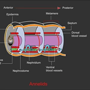 Annelid worm anatomy