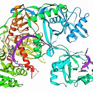 Argonaute protein and microRNA F006 / 9752