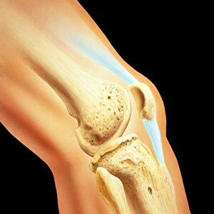 Artwork of bones & ligament in human knee joint