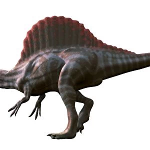 Artwork of a spinosaurus dinosaur F006 / 9713