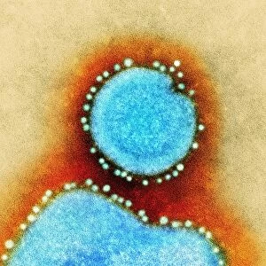 Avian influenza virus, TEM C016 / 2354