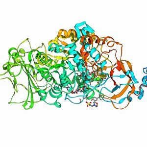 Bacterial biofilm enzyme F006 / 9658