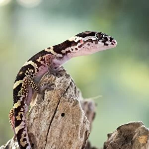 Banded gecko C018 / 2379