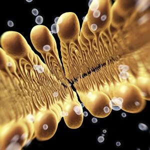 Cell membrane lipid bilayer, artwork F007 / 1477