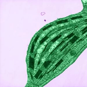Chloroplast, TEM C017 / 8233