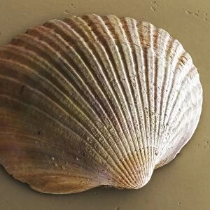 Common cockle (bivalve) shell SEM C013 / 7194