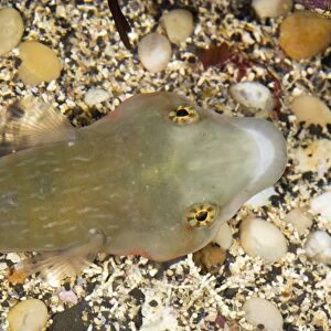 Connemara clingfish