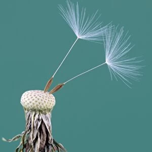 Dandelion (Taraxacum officinale) seedhead C018 / 1791