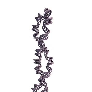 DNA supercoil, artwork