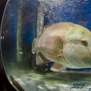 Endangered Humphead wrasse for sale C018 / 1051