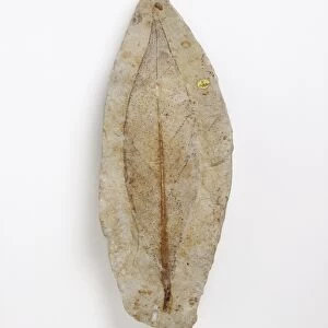 Fossil leaf of an early flowering plant C013 / 6540