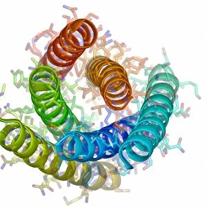 Hendra virus fusion protein