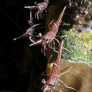 Hingebeak shrimp on a reef