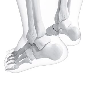 Human foot bones, artwork F007 / 1884