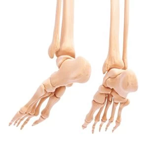 Human foot bones, artwork F007 / 1925