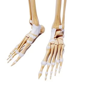 Human foot bones, artwork F007 / 4565