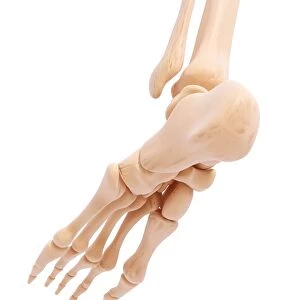 Human foot bones, artwork F007 / 5567