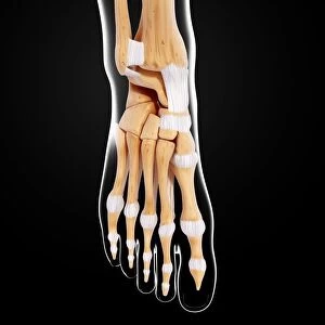 Human foot bones, artwork F007 / 9982