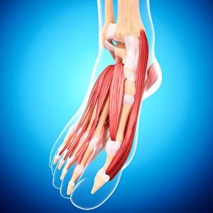 Human foot musculature, artwork F007 / 2720