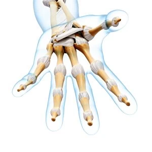 Human hand bones, artwork F007 / 2212