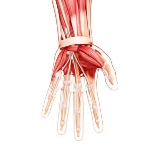 Human hand musculature, artwork F007 / 1383