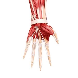 Human hand musculature, artwork F007 / 2928