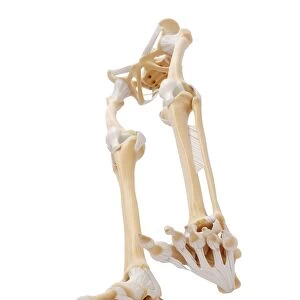 Human leg bones, artwork F007 / 9981