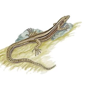 Iberian wall lizard, artwork C016 / 3220