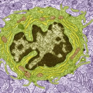 Intestinal gland cell, TEM C014 / 1442