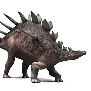 Kentrosaurus dinosaur, artwork